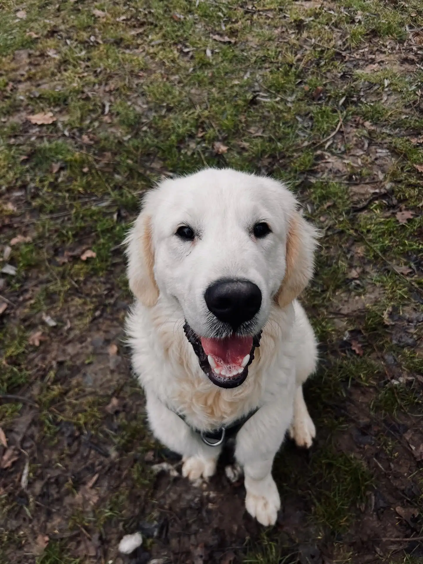 内维斯女友社媒晒宠物狗照：一年前我们收养你无比正确